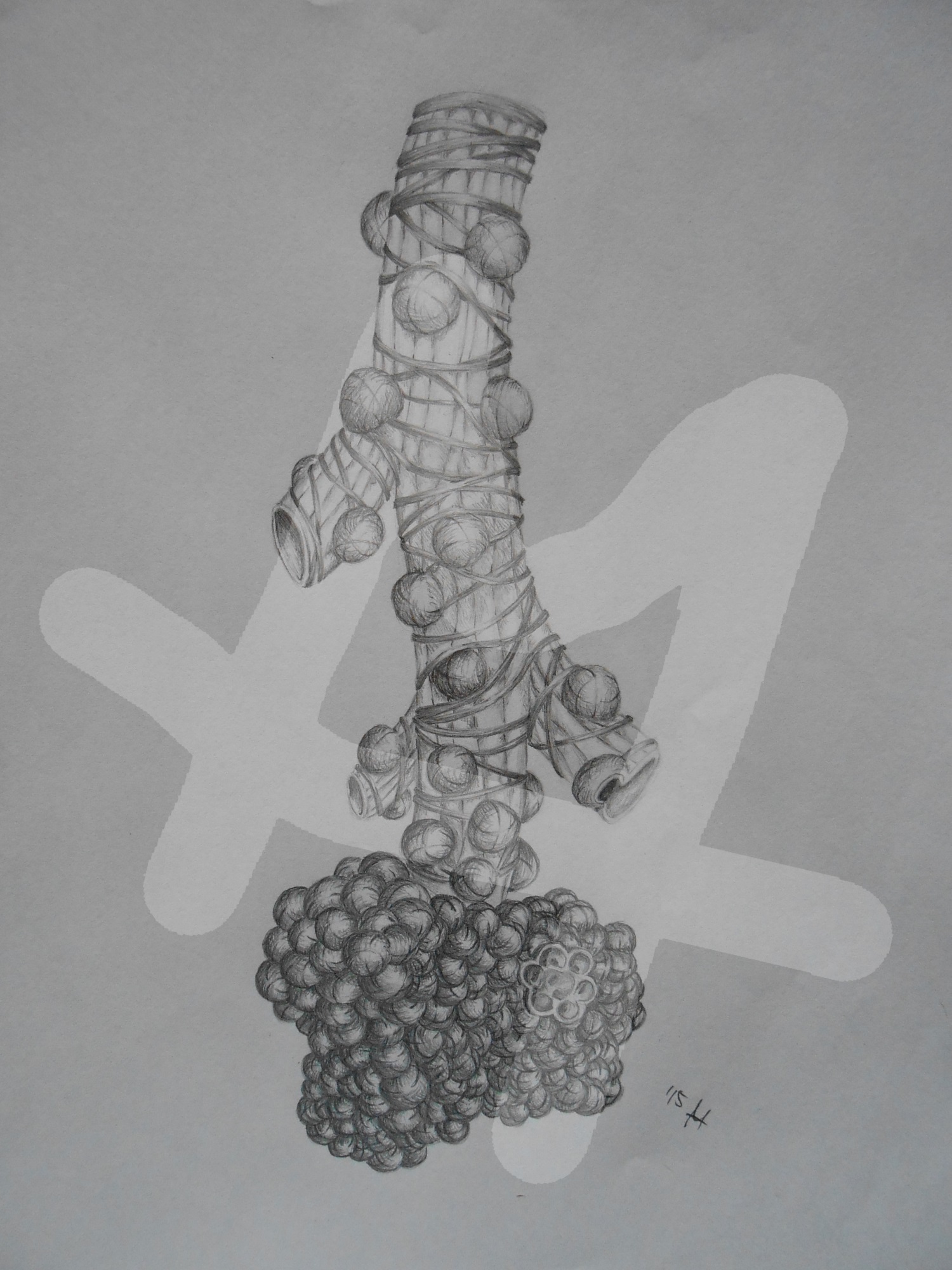 Alveoli