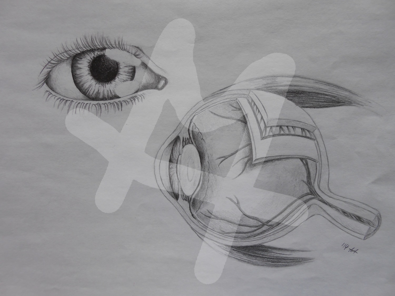 Eye
