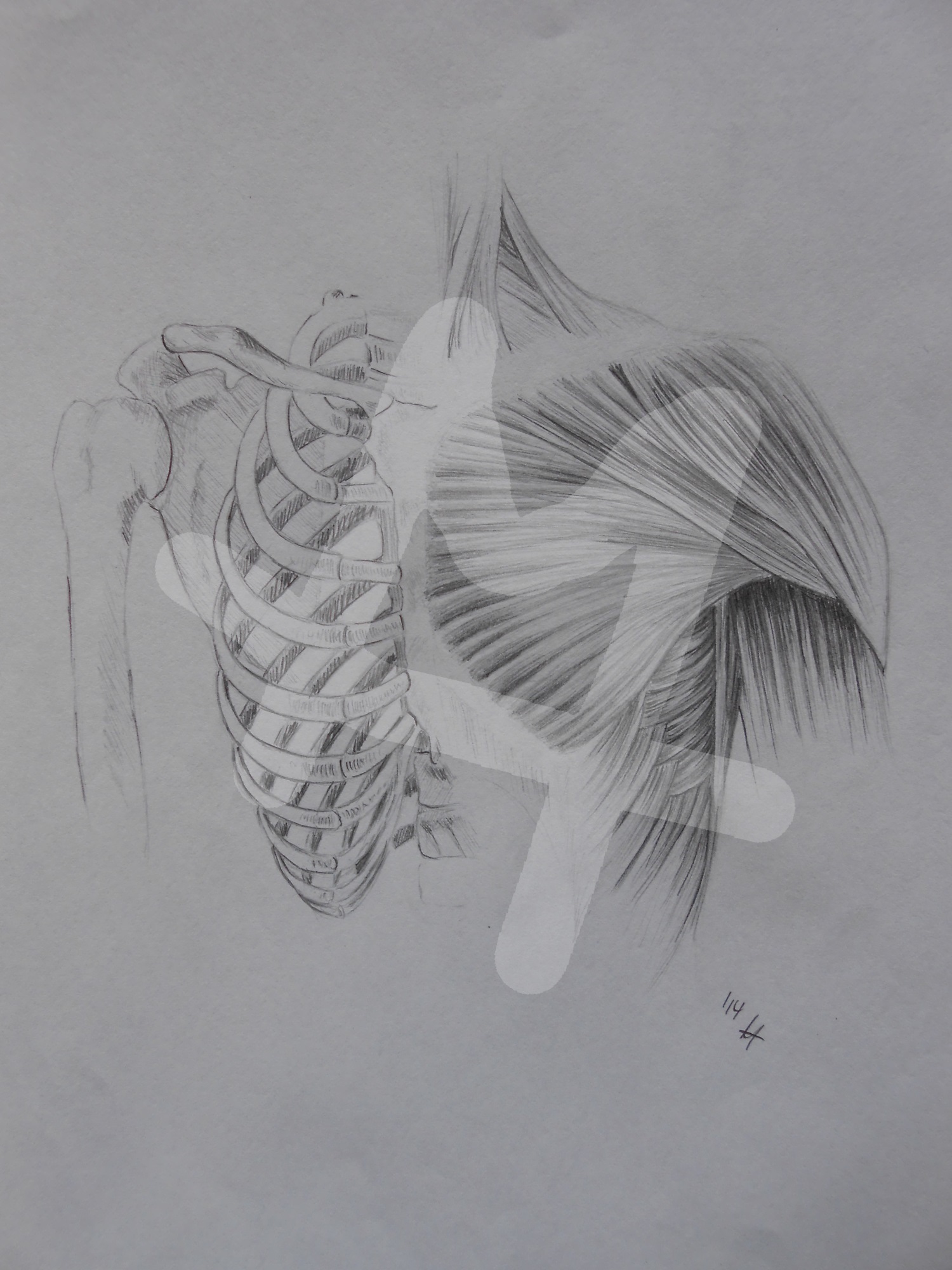 Chest