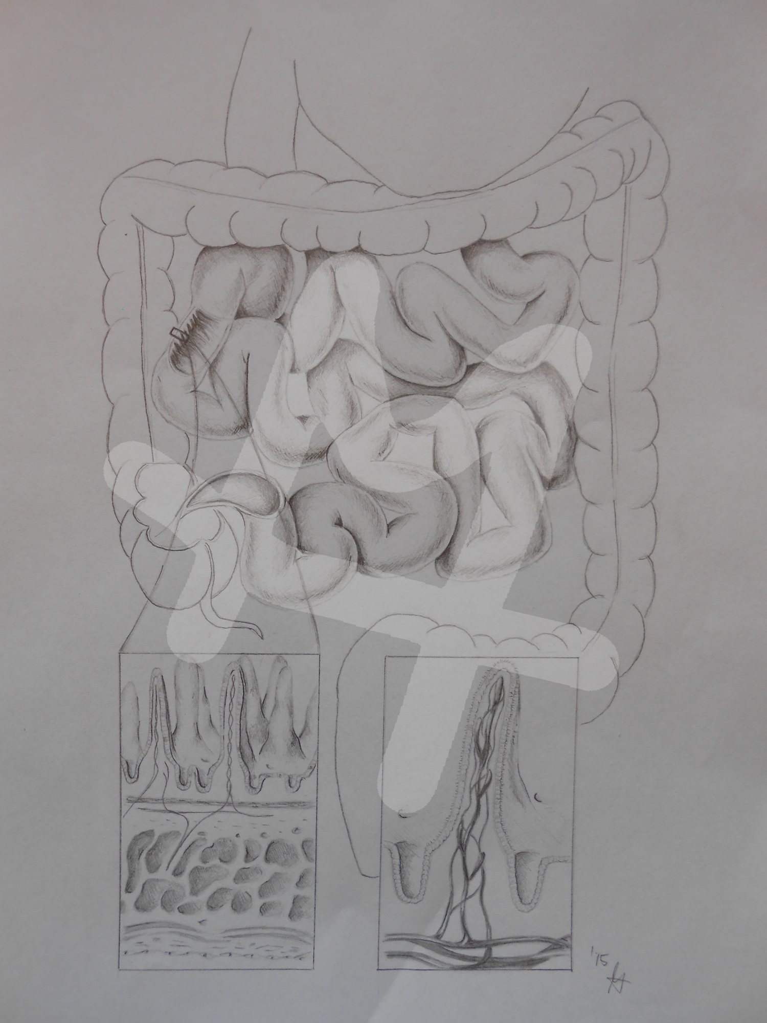 Small intestine