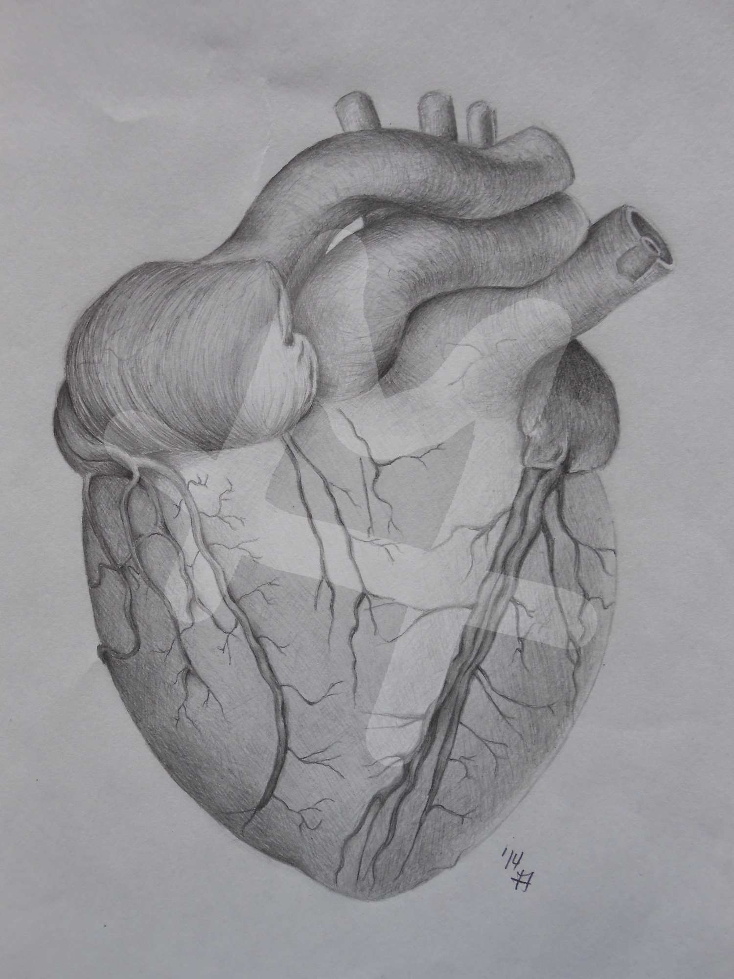 Heart
