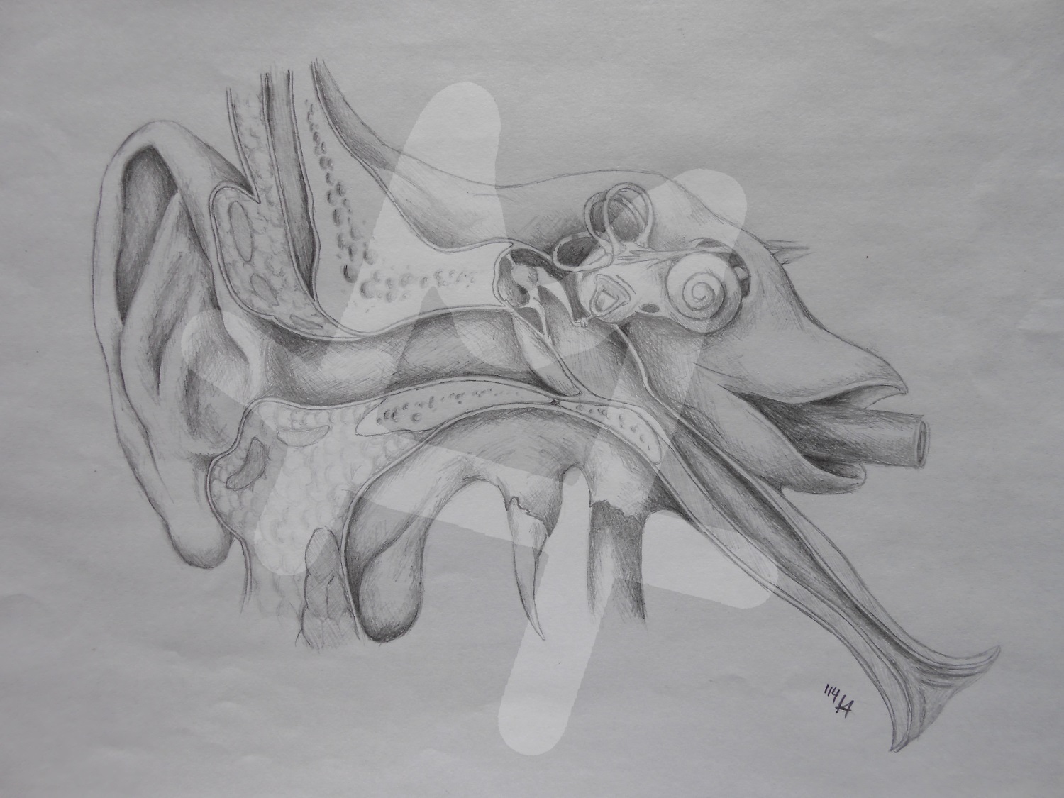 inner ear