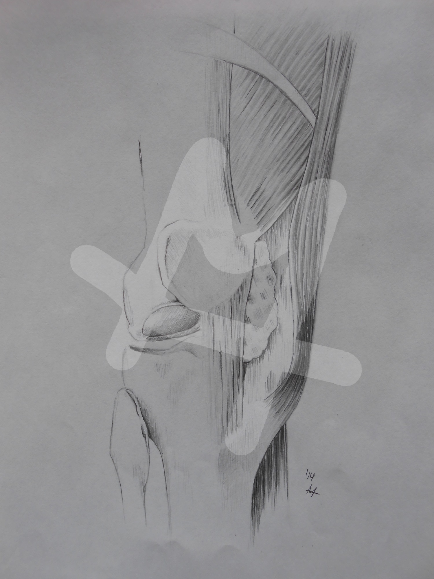 Knee
