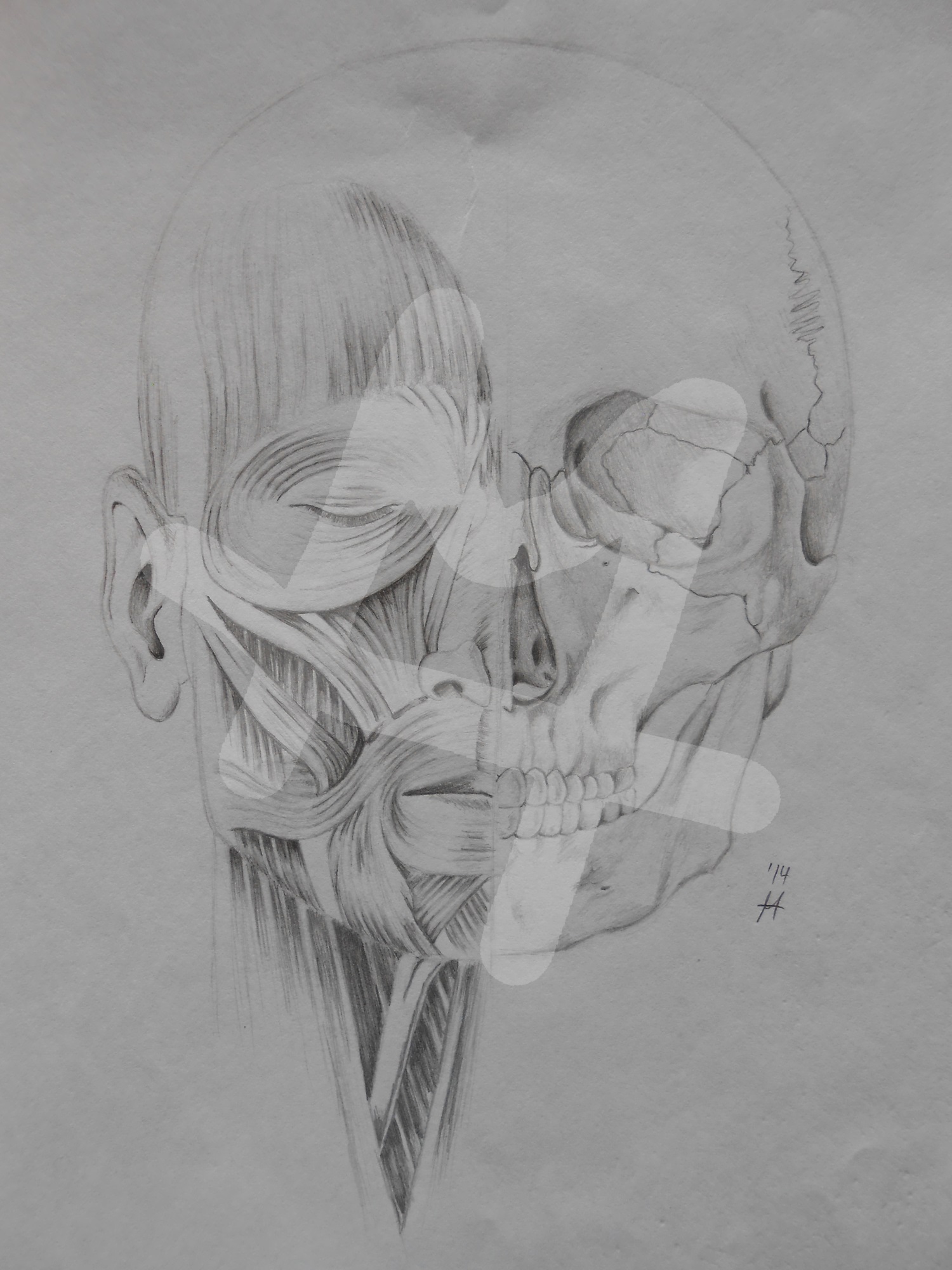 Head frontal