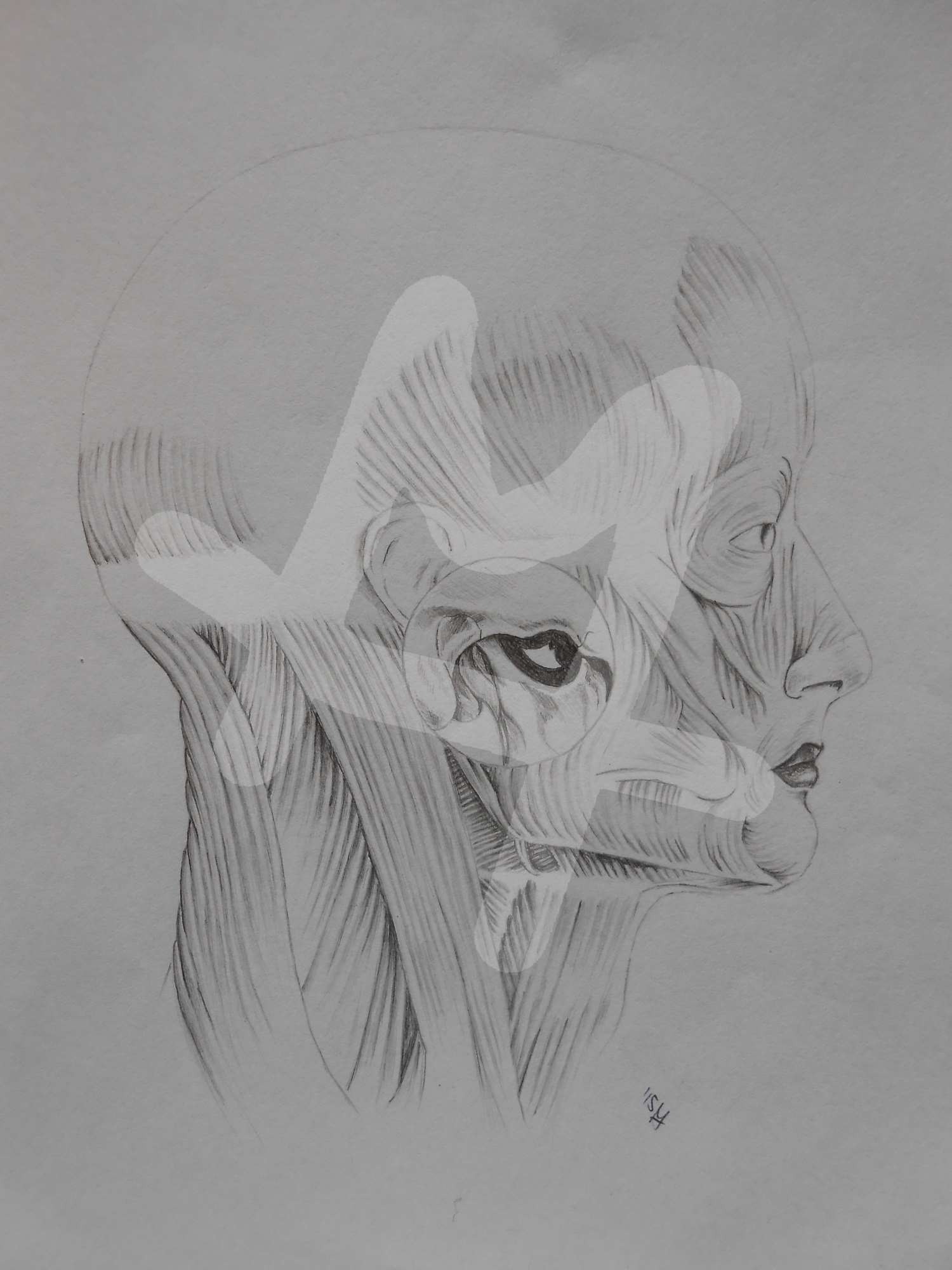 Head laterally