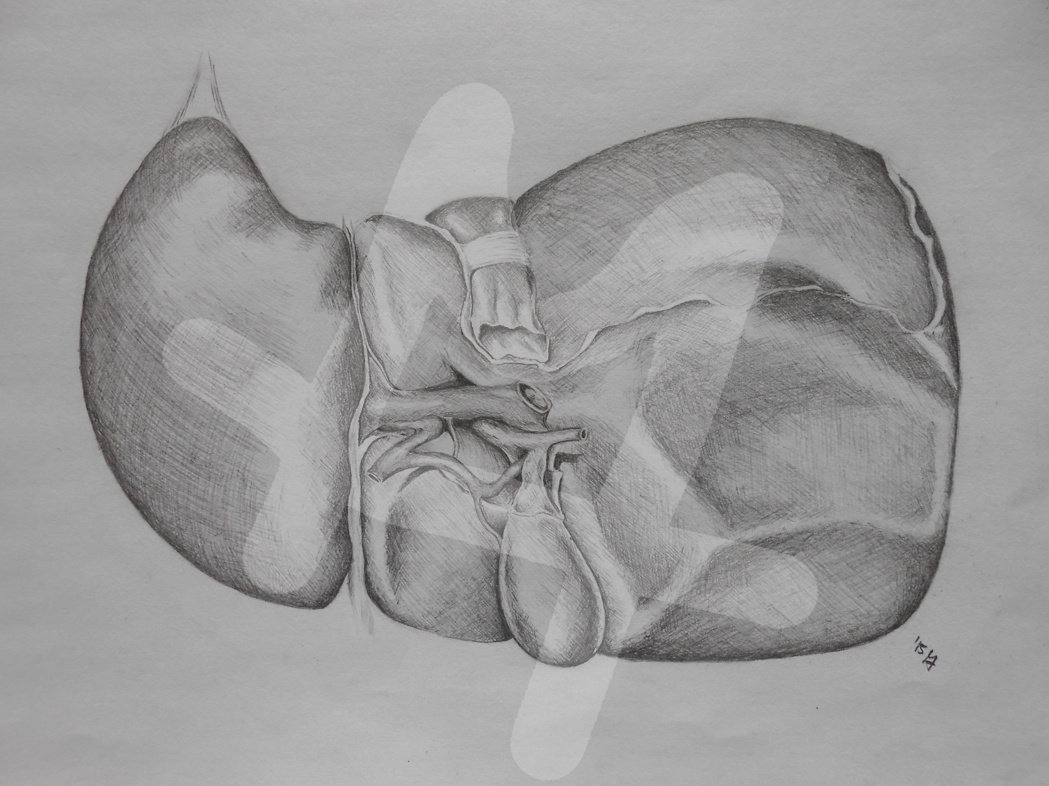 Liver