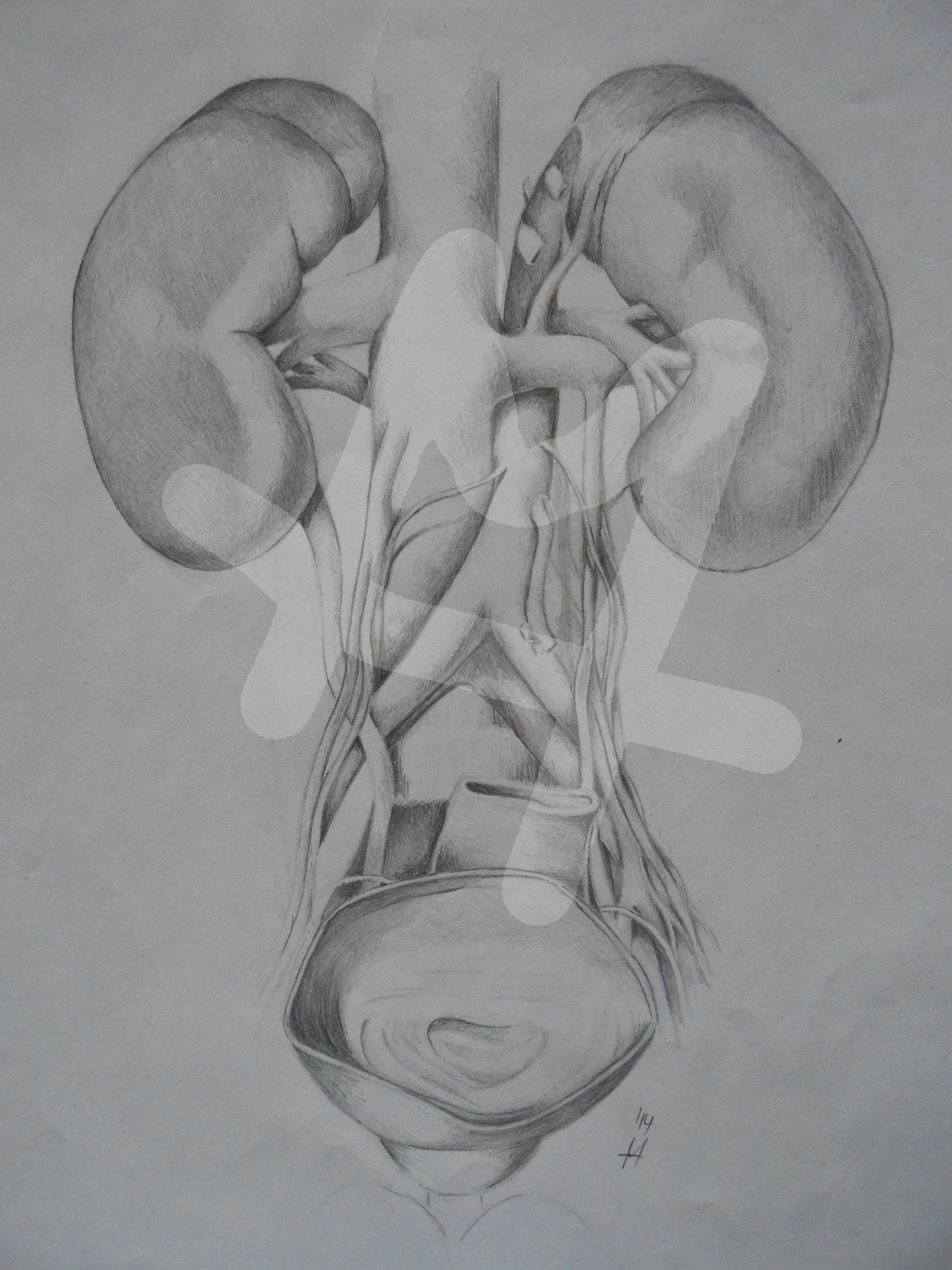 Kidney