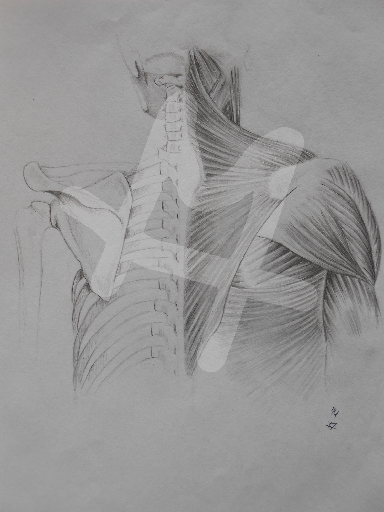Back