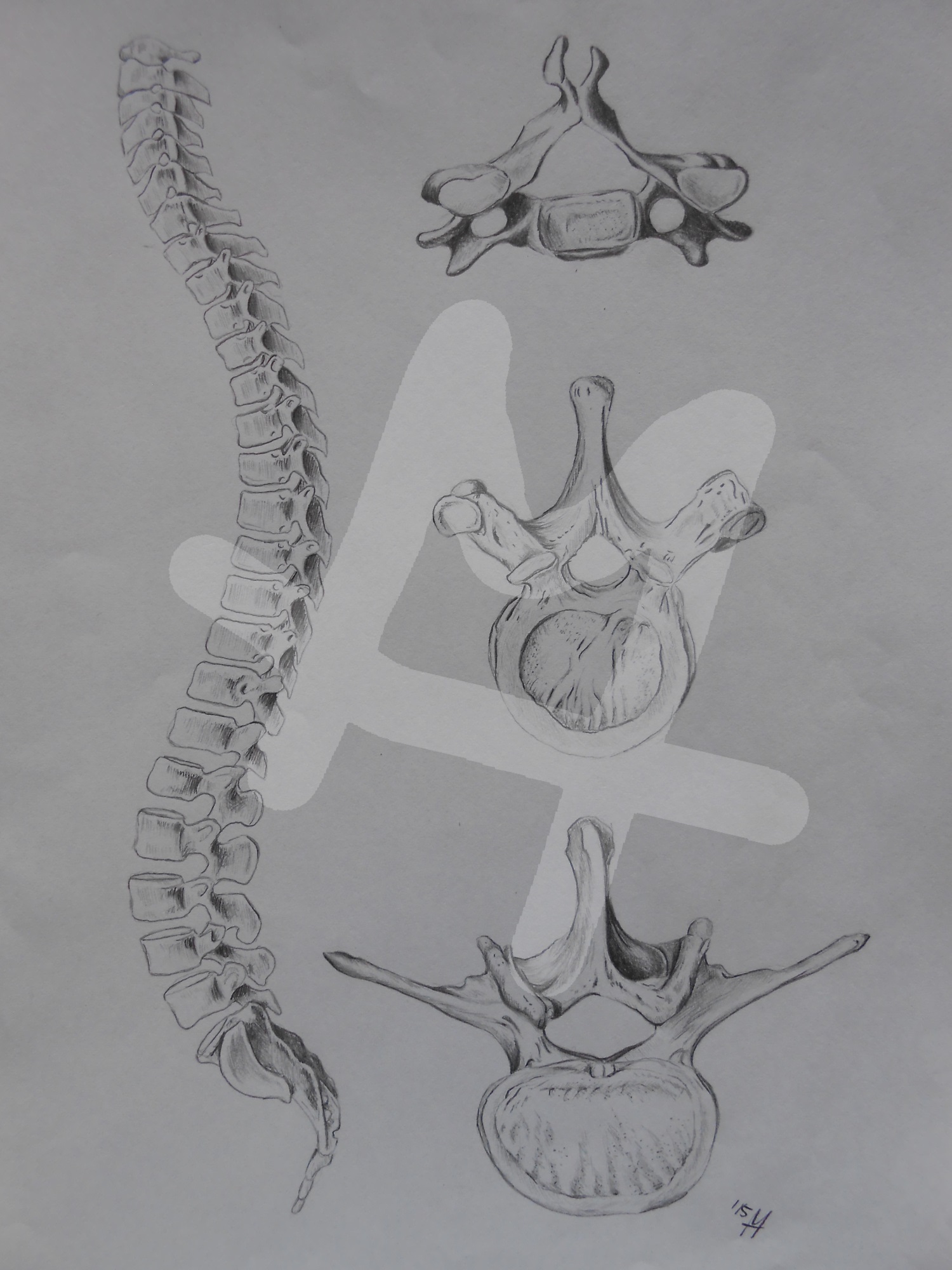 Spine
