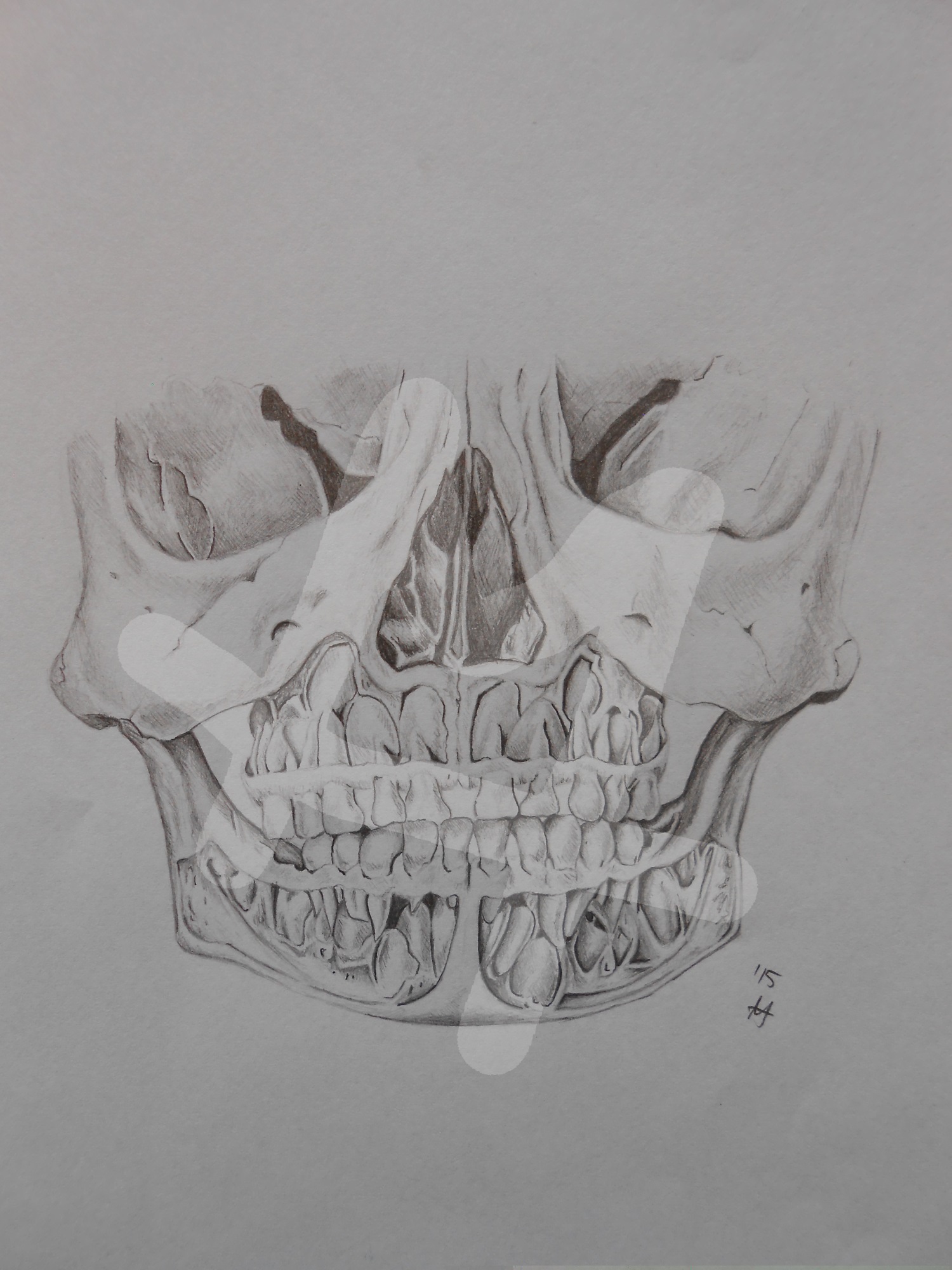 Teeth