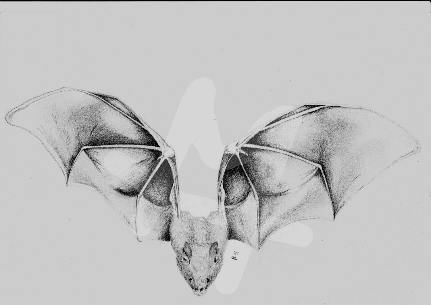 Fledermaus