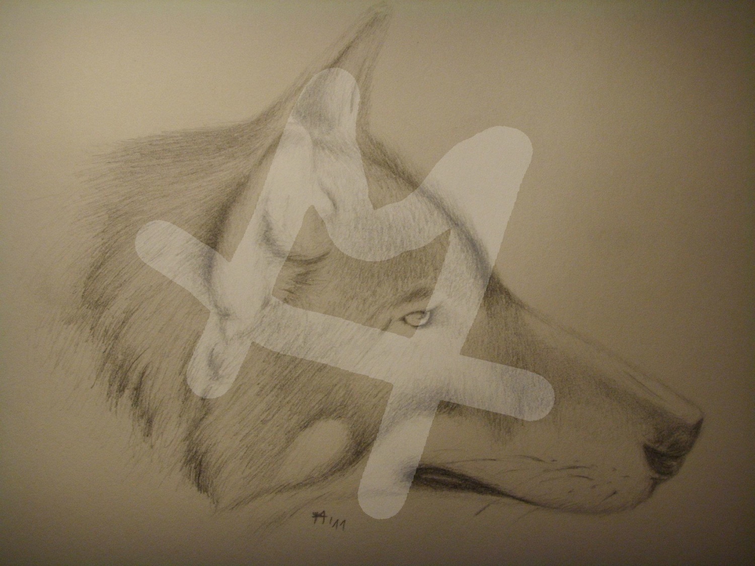 Wolf
