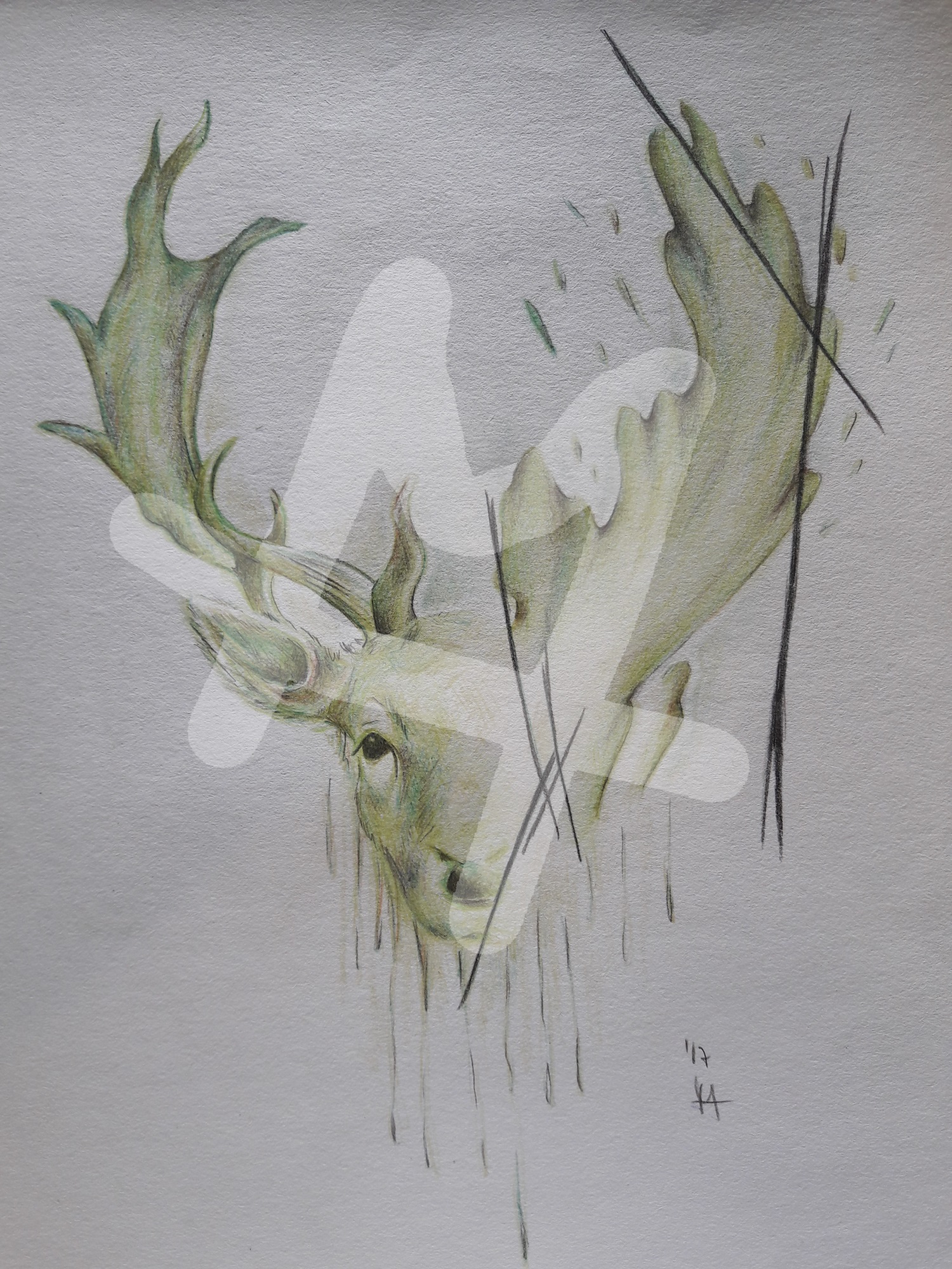 Deer