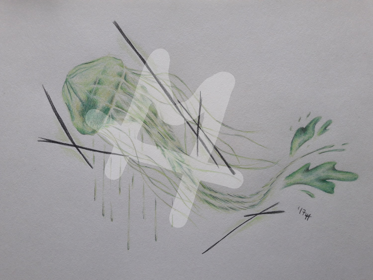 Jellyfish