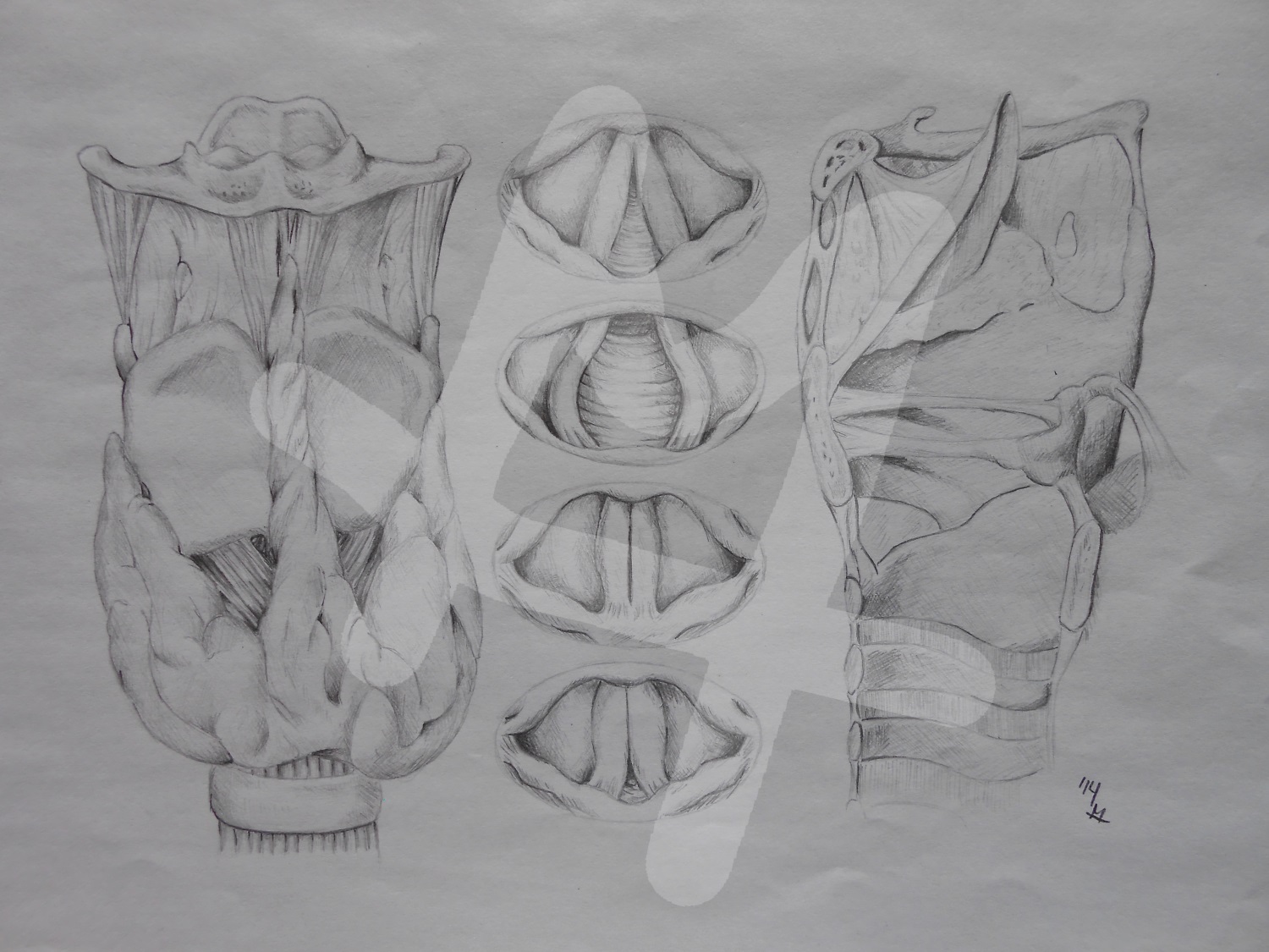 Kehlkopf mit Stimmlippen