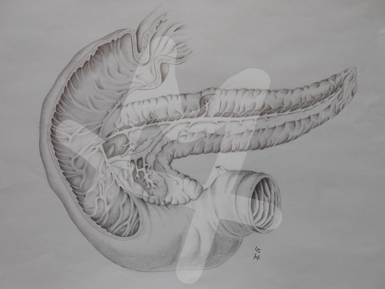 Pankreas und Duodenum (Bauchspeicheldrüse und Zwölffingerdarm)