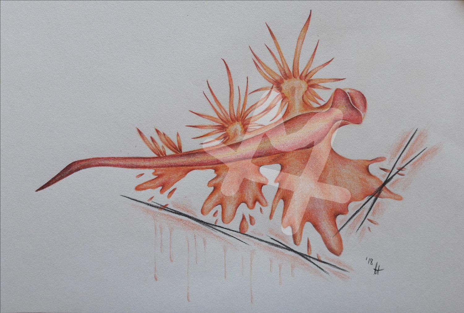 Meeresschnecke